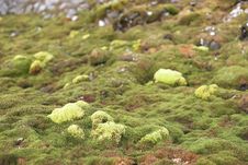 Green Arctic Tundra, Summer &x28;Svalbard&x29; Stock Image