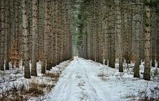 Road Through Pine Trees Royalty Free Stock Images Road Through Pine Trees Royalty Free Stock Images