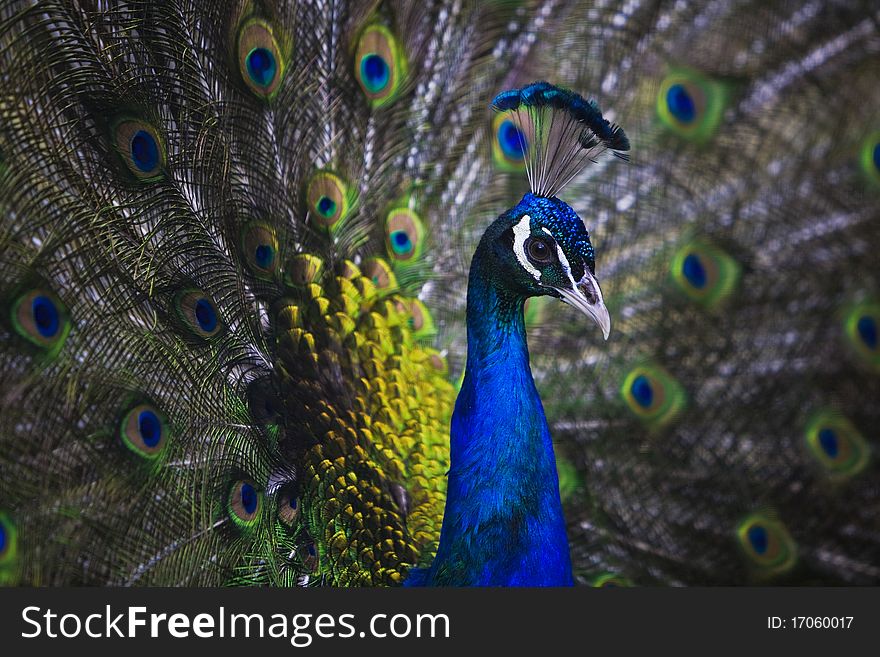 Close up of peacock with tail open. Close up of peacock with tail open