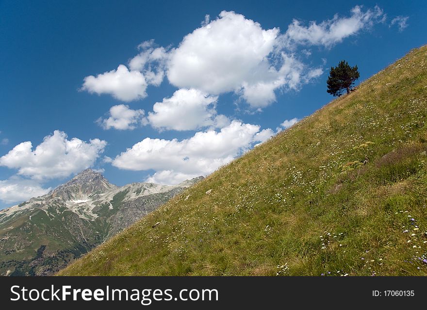 Hillside with a tree and mountain top. Hillside with a tree and mountain top