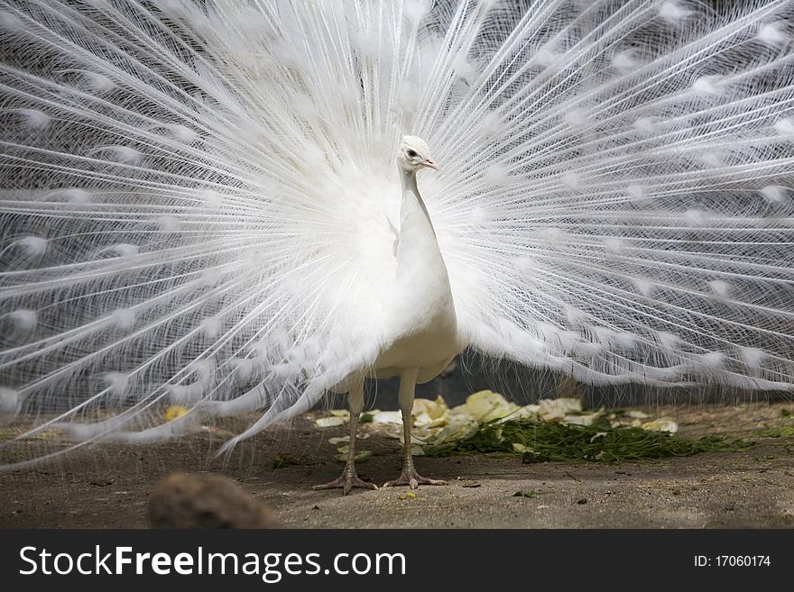 White Peacock With Open Tail