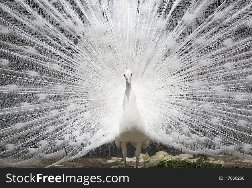 Close up of white peacock with tail open. Close up of white peacock with tail open