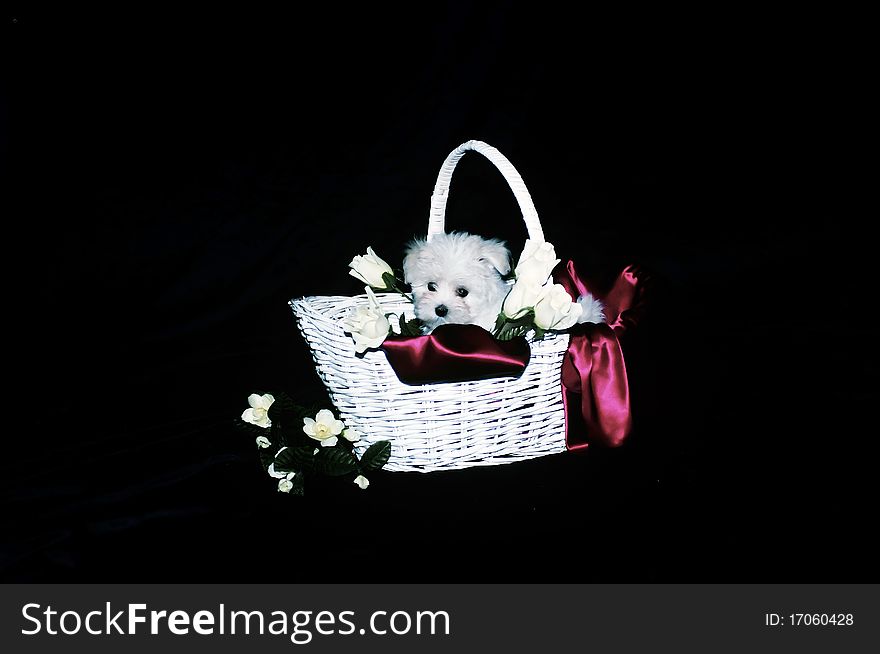 White Maltese puppy snuggled in a decorated white wicker basket