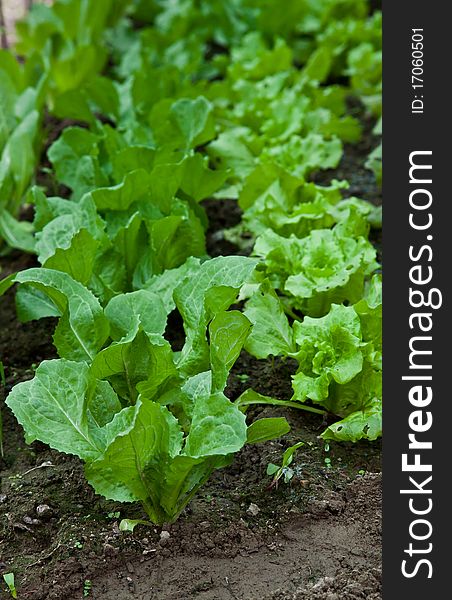 Green biological salad cultivated without pesticides. Green biological salad cultivated without pesticides