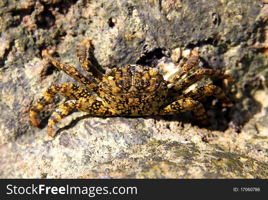 Marine crab sitting on a rock