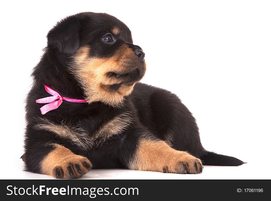 Purebred rottweiler puppy, dog 1 month. Purebred rottweiler puppy, dog 1 month