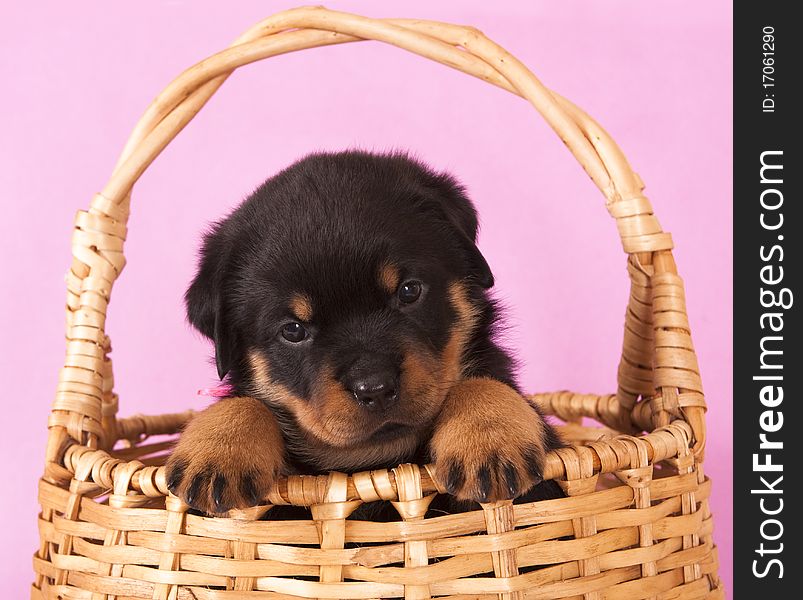 Purebred rottweiler  puppy, dog 1 month