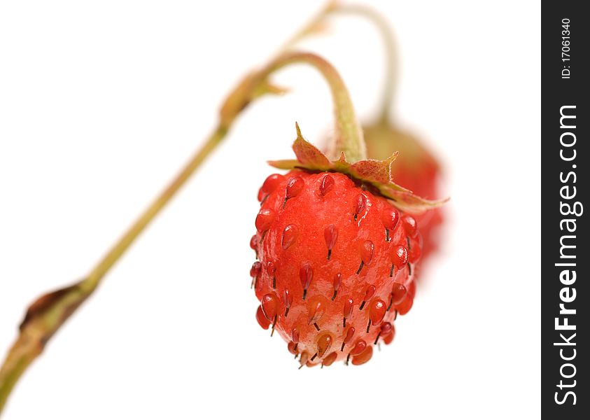 Wild strawberry on a branch a close up it is isolated on a white background. Wild strawberry on a branch a close up it is isolated on a white background.