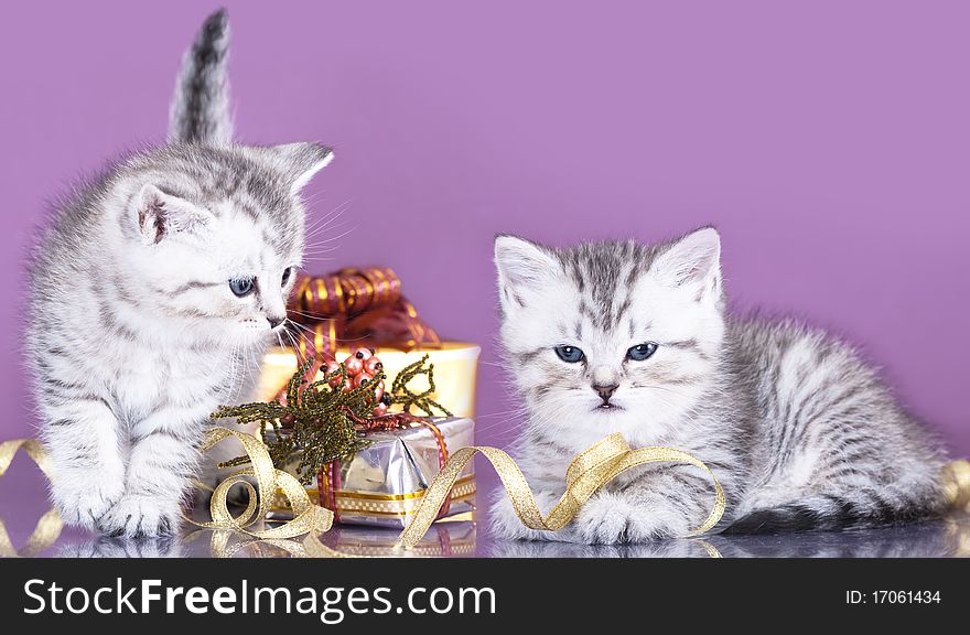 British kitten and gifts in a shiny box with a pink background
