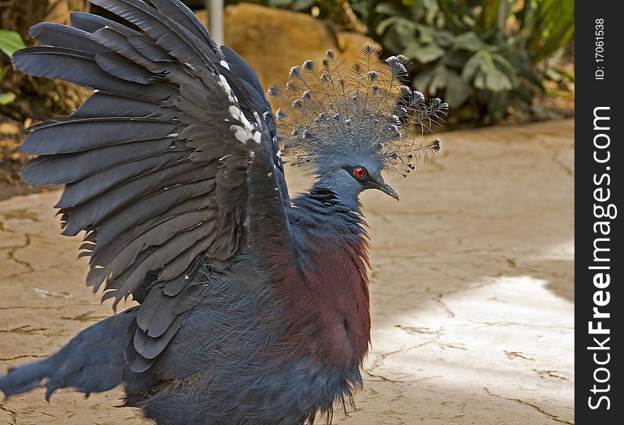 A victorian crowned pigeon with its wings spread, about to fly. A victorian crowned pigeon with its wings spread, about to fly.