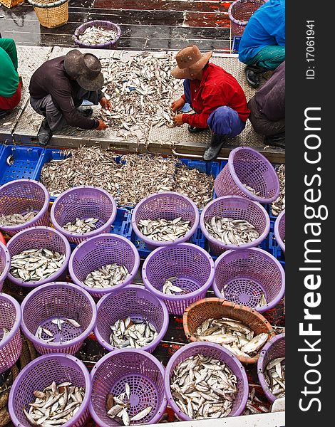 Fishermen sorting fish in harbor