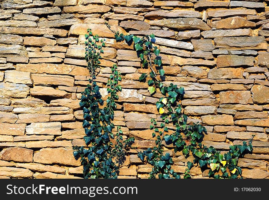 Old stone wall texture with some ivy