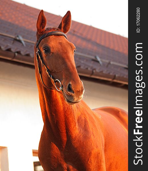 Portrait of the chestnut horse outdoor evening sunset autumn