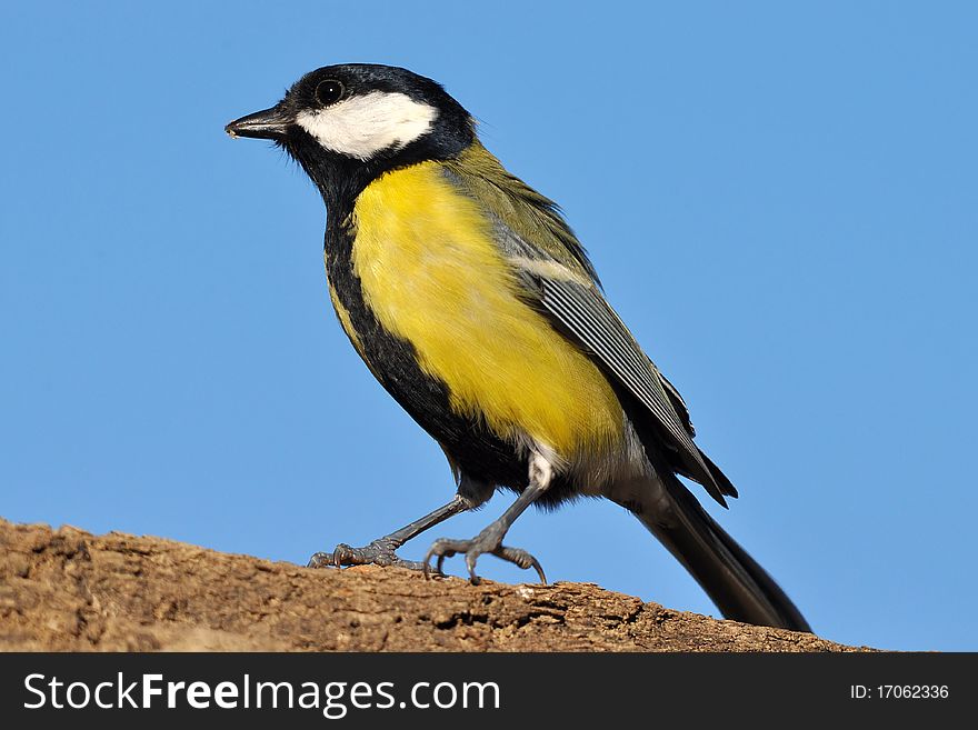 Great Tit