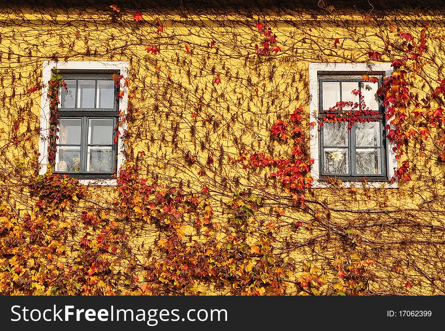 House covered by leves in autumn