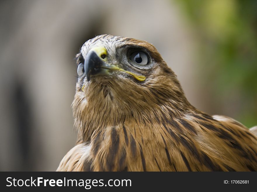 Close up of hawk on blurred background