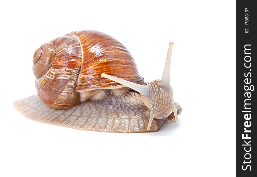 The garden snail in front of white background