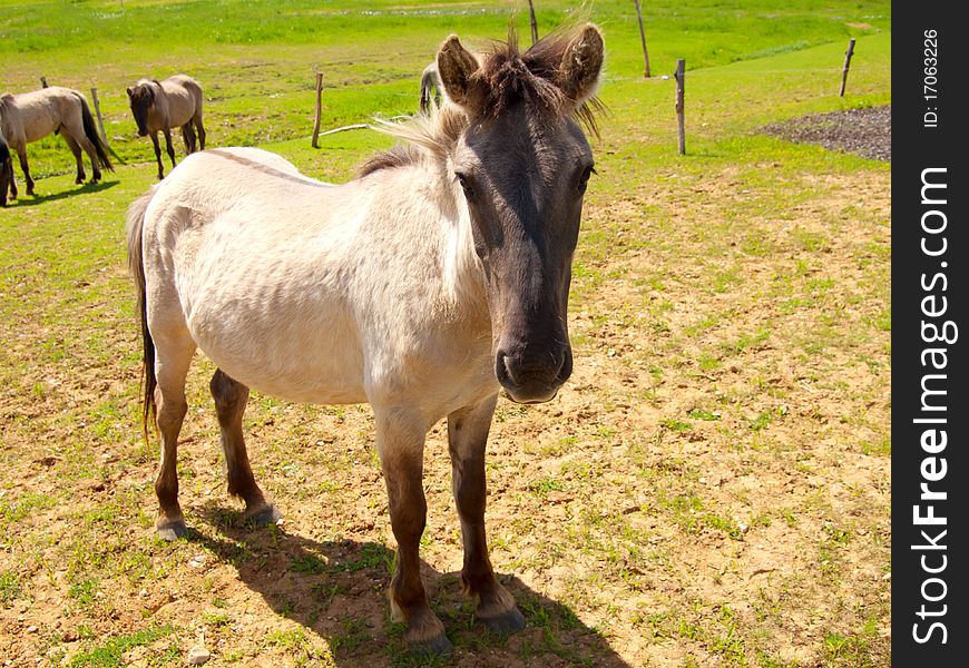 Horse On Field