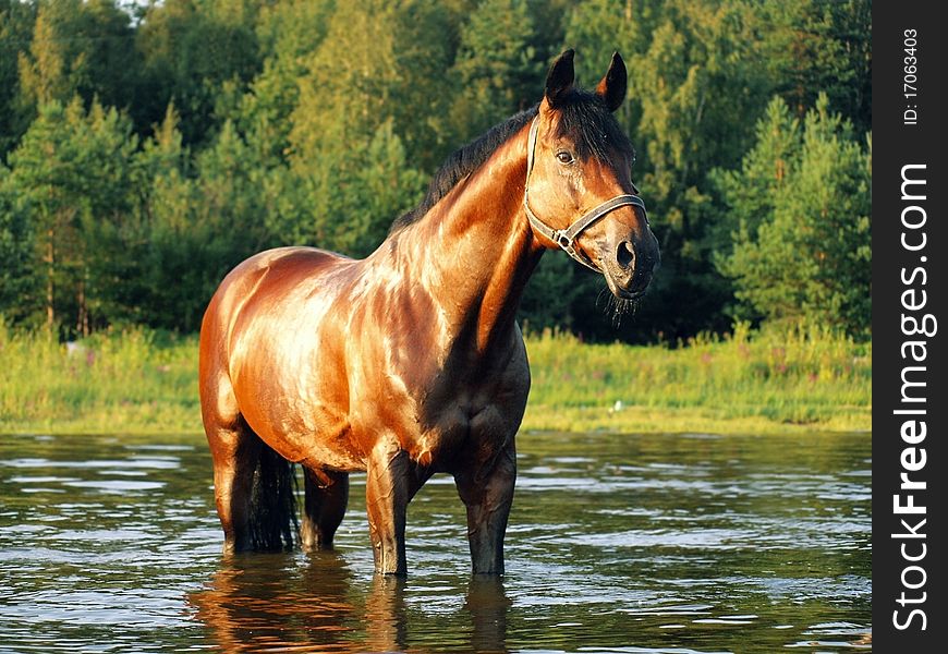 Horse in the gulf evening outdoor sunny summer