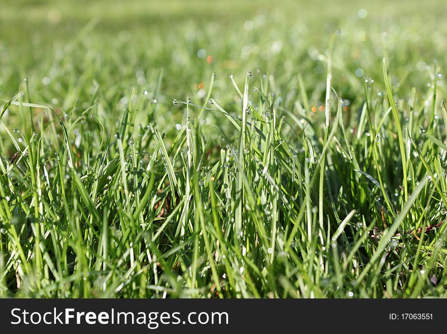 close-up image of green wet grass