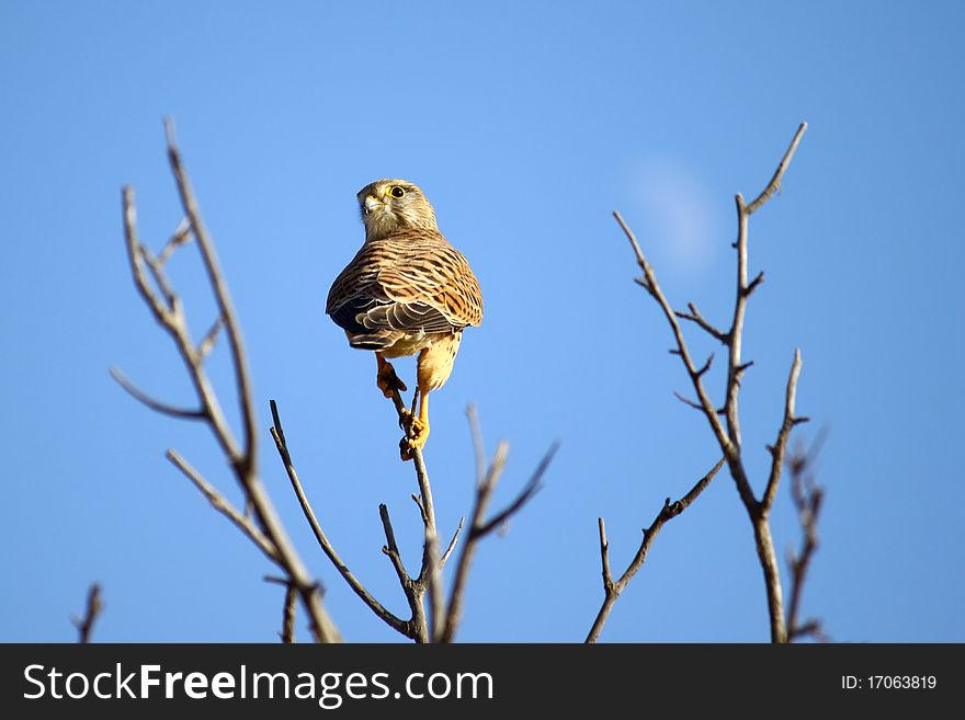 A common falcon on a branch with blue sky.