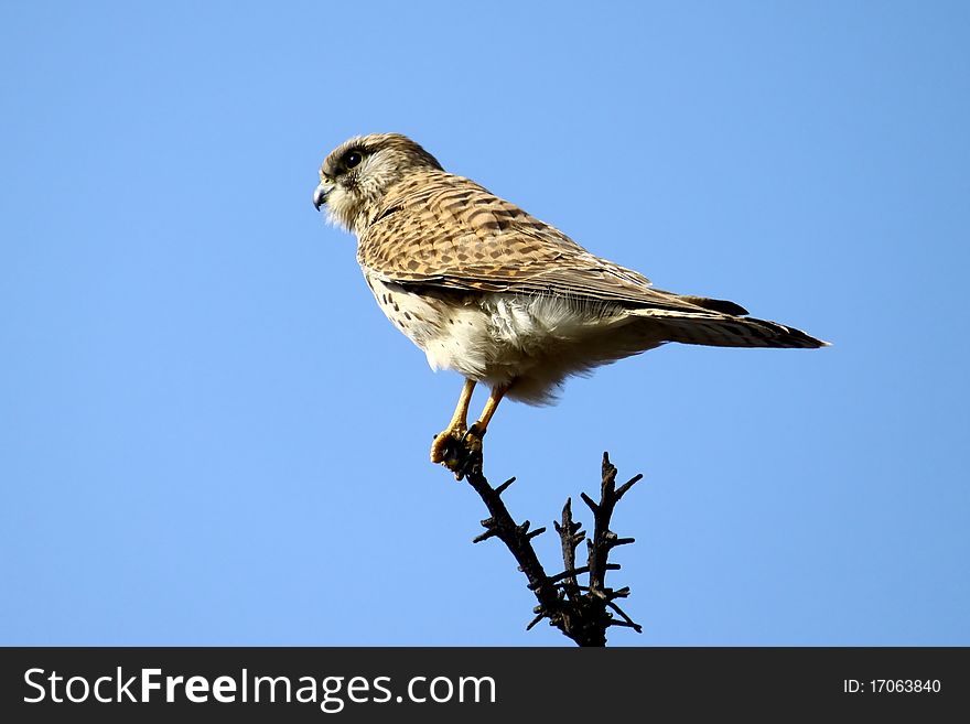 A common falcon on a branch with blue sky.