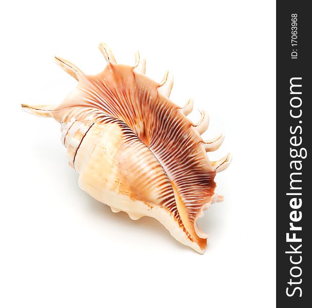 Beautiful seashell on white background. Beautiful seashell on white background