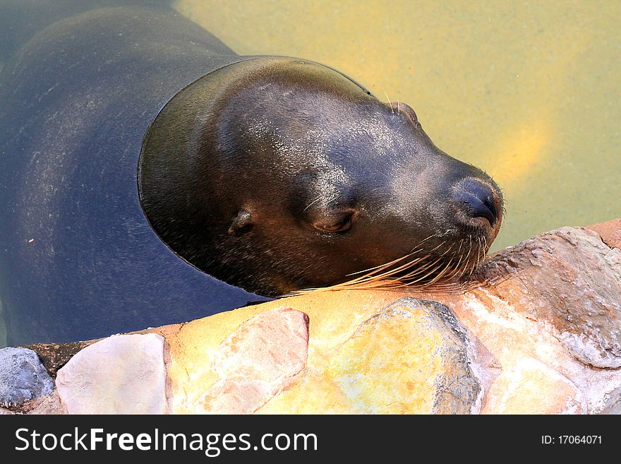 Australian Sea Lion - Neophoca cinerea - Resting at the water's edge