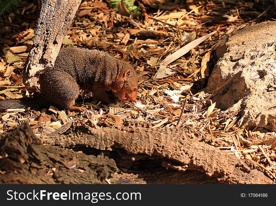 Dwarf Mongoose eating a white mouse