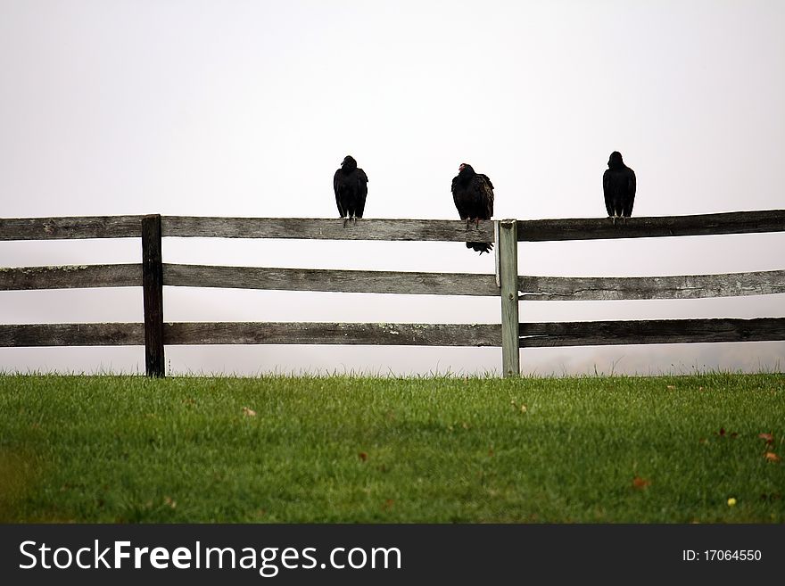 Three Black Vulture's resting on a fence with a fog for the back ground. Three Black Vulture's resting on a fence with a fog for the back ground.
