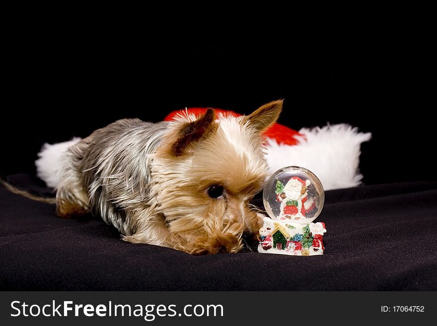 Small yorkshire with a Christmas paper weight and SantaÂ´s hat. Small yorkshire with a Christmas paper weight and SantaÂ´s hat.