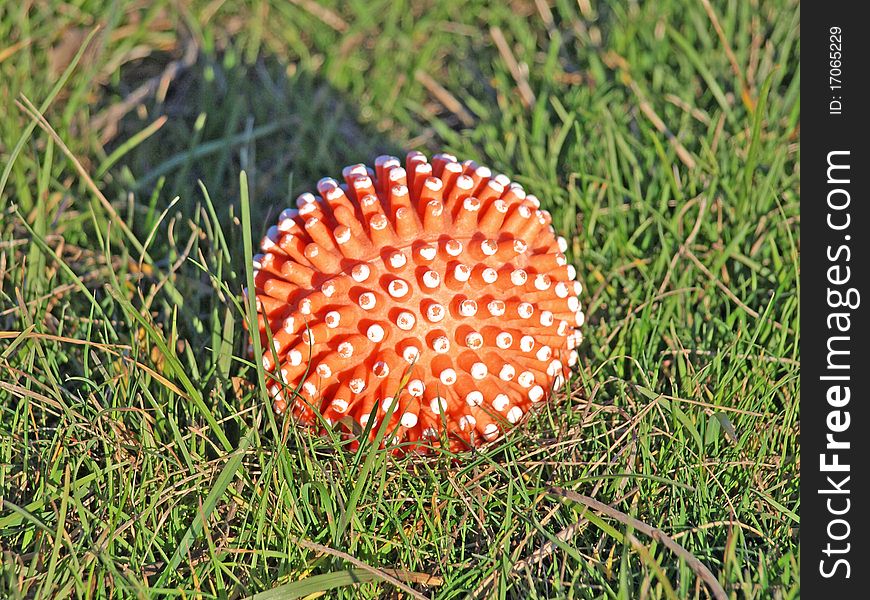 Red ball on a green grass. Red ball on a green grass.