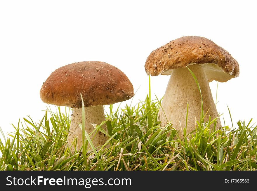 Boletus edulis  in the forest isolated on white background