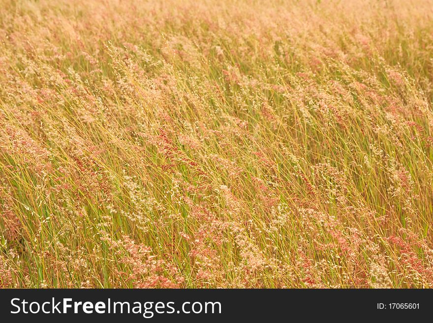 Grass field in middld of Thailand. Grass field in middld of Thailand