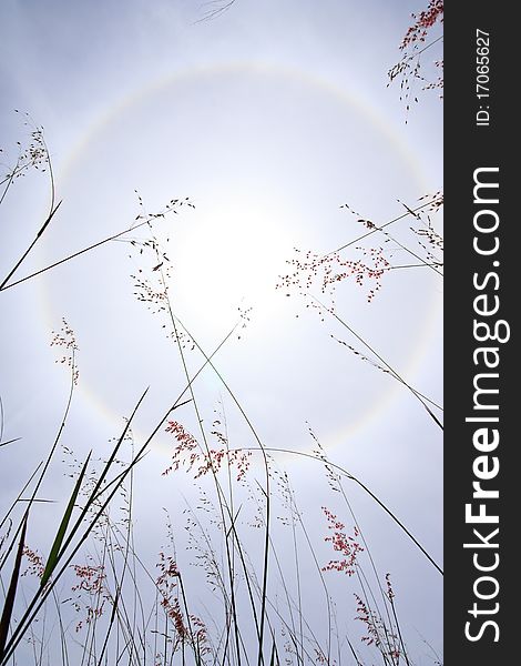 Ray of sunlight over tropical grass field. Ray of sunlight over tropical grass field