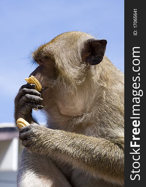 Macaque monkey against the blue sky