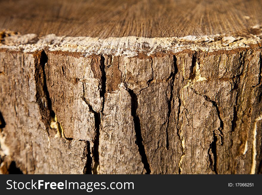 Close up of a tree trunk. Close up of a tree trunk