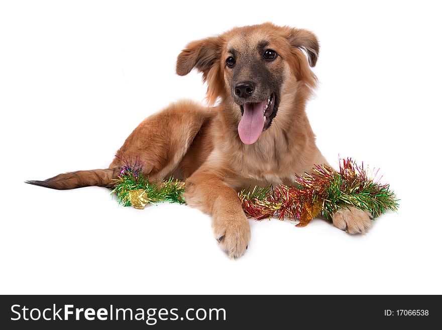 The red dog lays on a white background