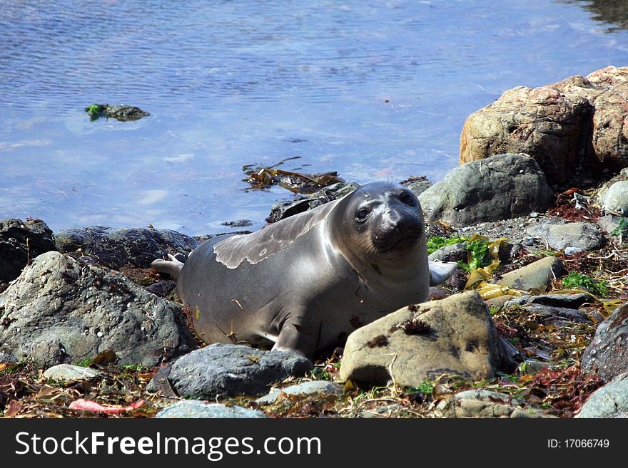 Elephant seals on the beach among the rocks