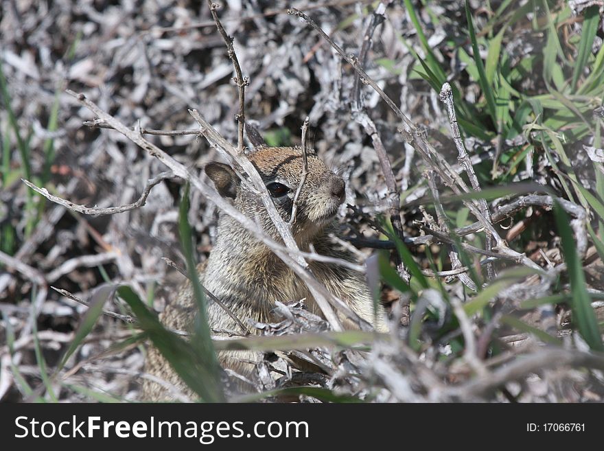 Squirrel hiding and observing what is happening around him