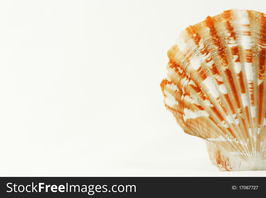 Bright orange scallop seashell collected on a tropical beach in south east asia.