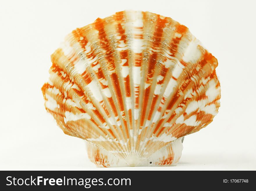Bright orange scallop seashell collected on a tropical beach in south east asia.