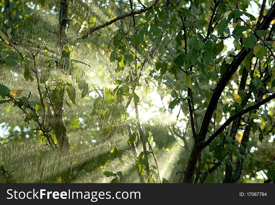 Ρain in a tropical forest in summer. Ρain in a tropical forest in summer