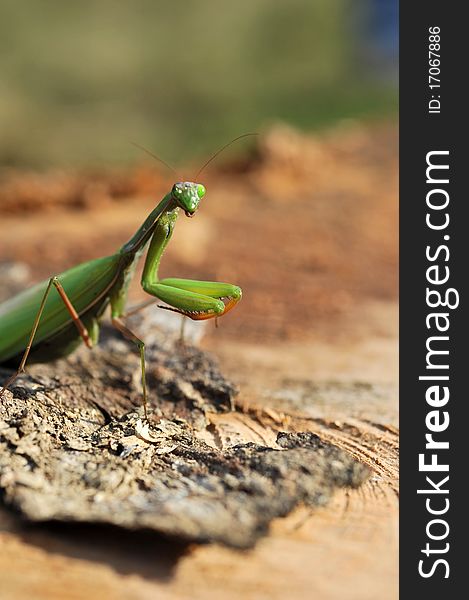 Close up with praying mantis on a bark