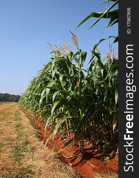 Corn Farm