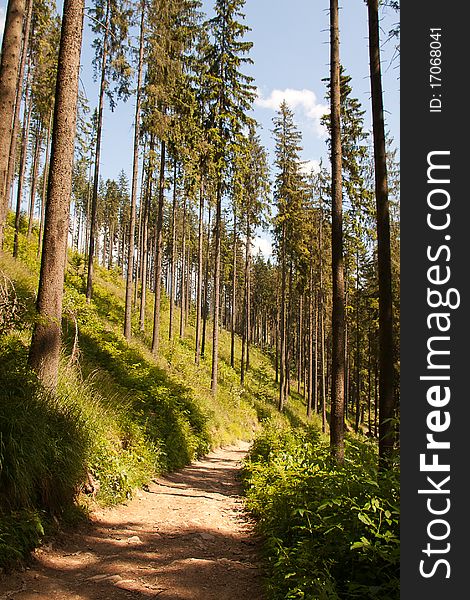 the pathway in mountain forest