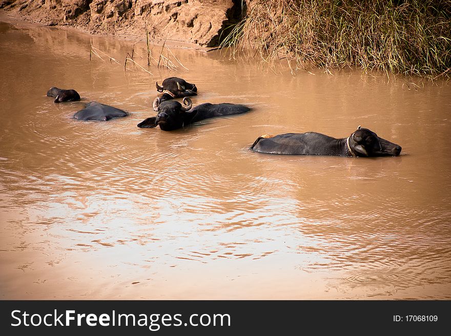 Several buffalo wallowing in muddy water in the countryside outside. Several buffalo wallowing in muddy water in the countryside outside