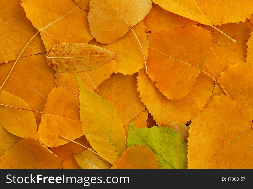 Different kinds of autumn eaves. Different kinds of autumn eaves