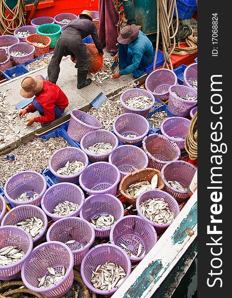 Fishermen Selecting Fishes In Pier, Thailand