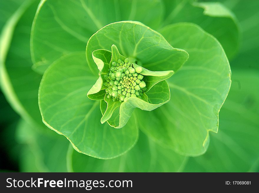 Chinese Cabbage